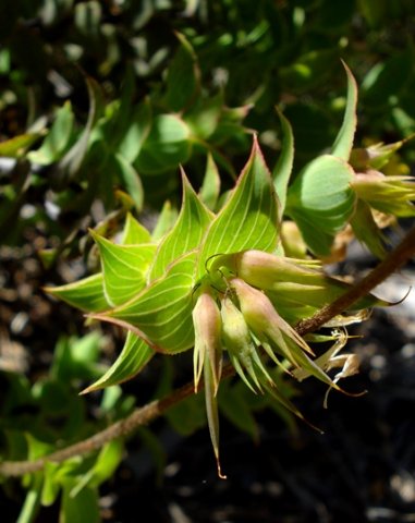 Aspalathus crenata pods